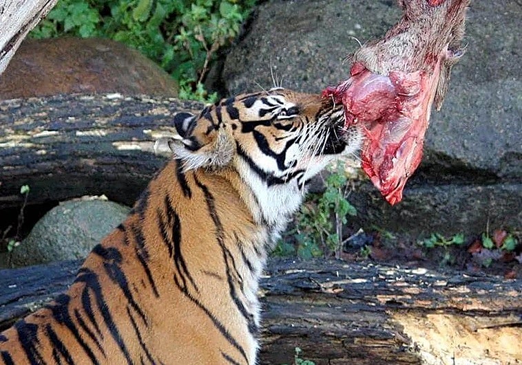Un zoo danés desata la polémica al ofrecer incentivos fiscales a cambio de mascotas para alimentar a sus grandes depredadores