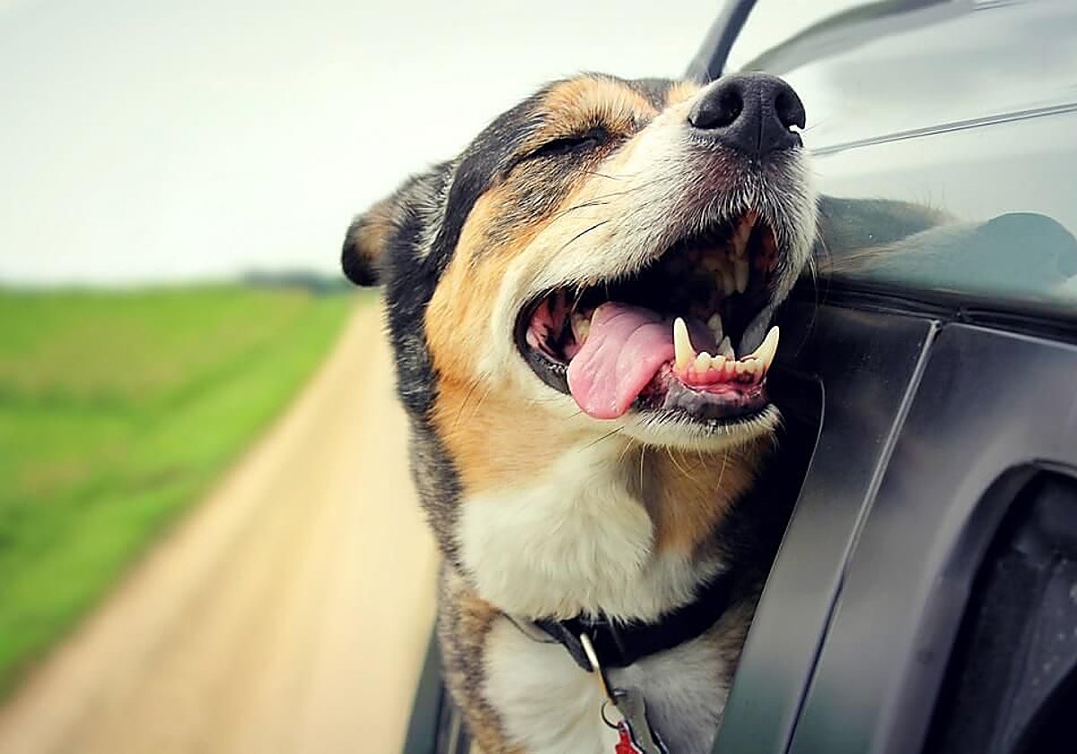 El 82% de los viajes con mascotas se hacen por carretera.