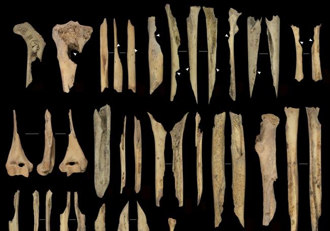 Fragmentos de extremidades canibalizados.