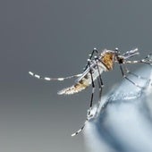 Los mosquitos Aedes aegypti y albopictus son los que transmiten el chikungunya.