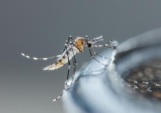 Los mosquitos Aedes aegypti y albopictus son los que transmiten el chikungunya.
