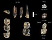 Los 13 dientes fósiles recolectados en el Área de Investigación Ledi-Geraru entre 2015 y 2018.