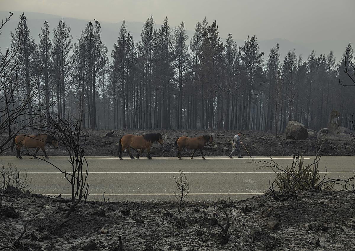 Imagen secundaria 1 - Arriba, imagen de Losacio, en Zamora, Abajo, caballos por una carretera en medio de un área calcinada por el incendio forestal de Manzaneda (Ourense) y un helicoptero ayudando a la extinción en Abejera de Tabara, Zamora. 