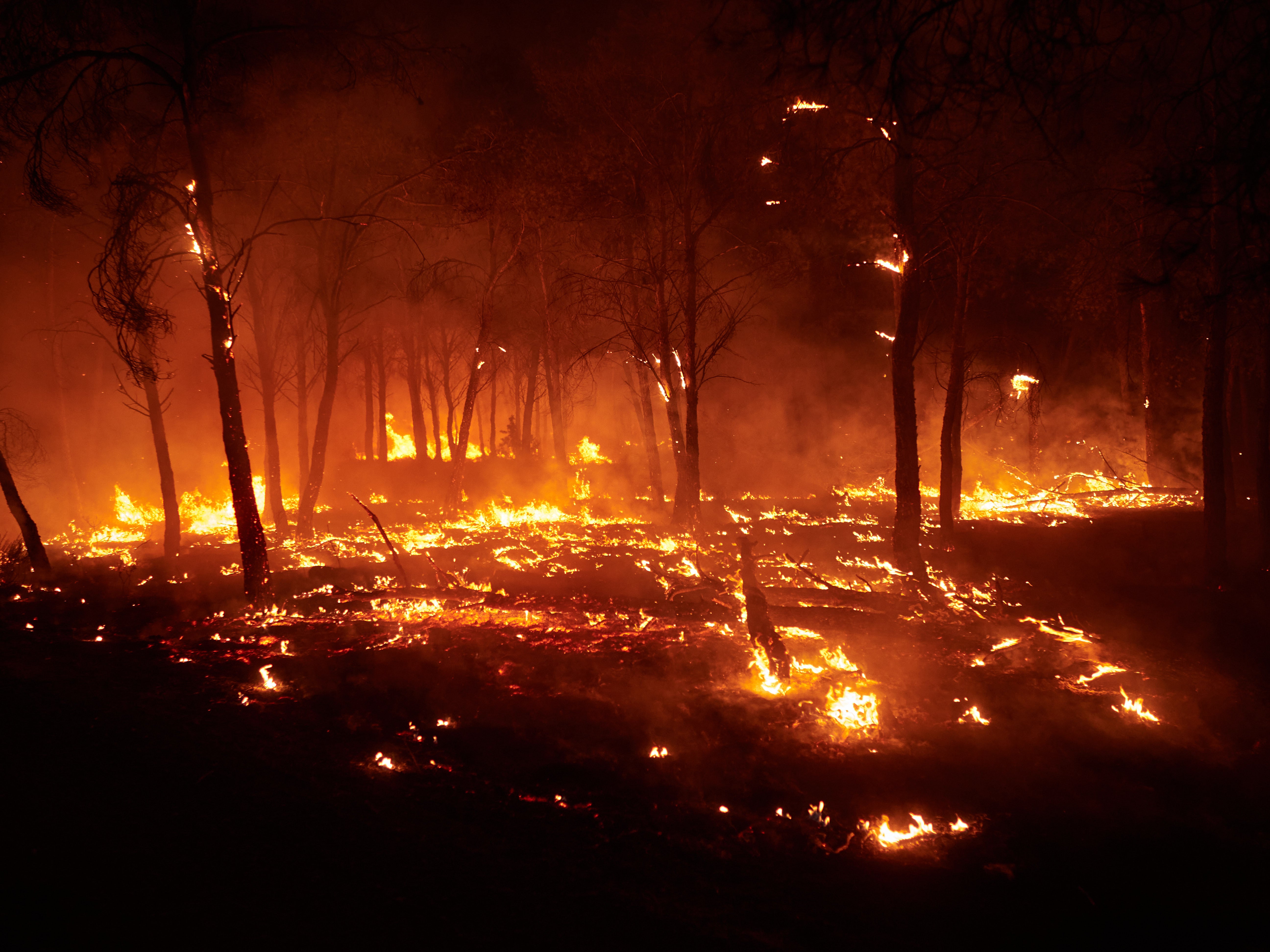 Árboles en llamas en el incendio de Carcastillo, Navarra