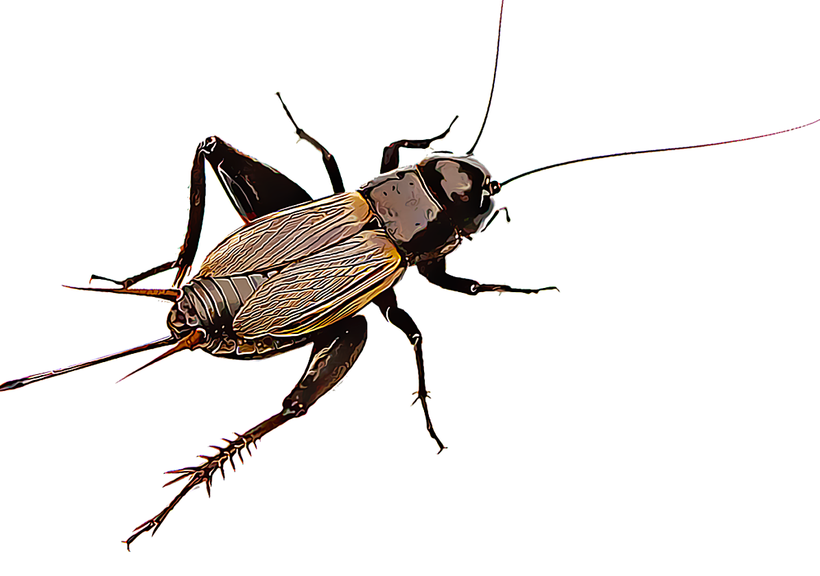 El canto de los grillos te chiva la temperatura que hace