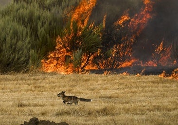 Los incendios fuerzan nuevos desalojos en León mientras Galicia y Extremadura siguen en alerta