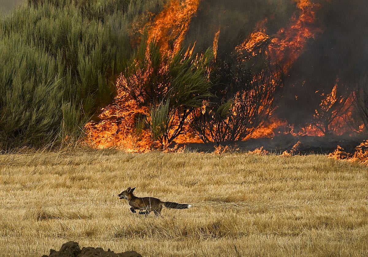 Un zorro escapa del fuego en incendio de A Gudiña (Ourense).