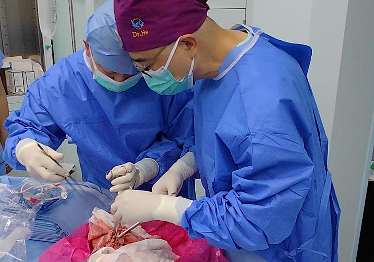 Realizan el primer trasplante de un pulmón de cerdo a un paciente humano