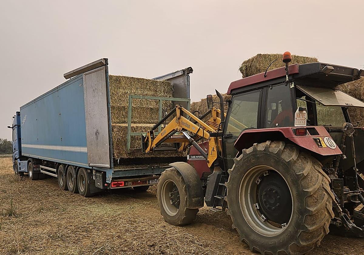 Tractores de ganaderos llenando de paja camiones rumbo a la Valdería.