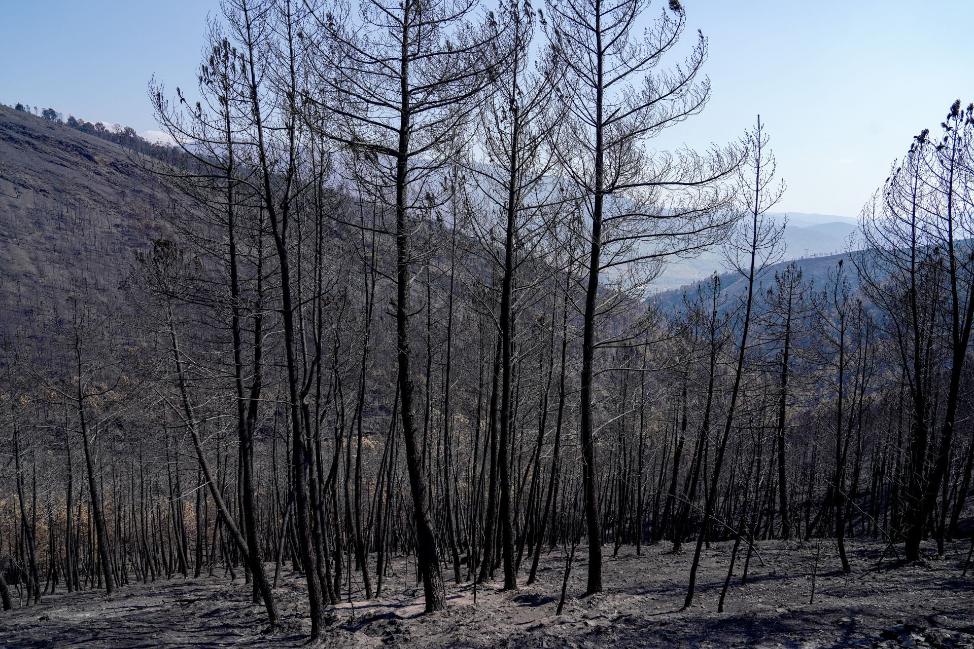 Alrededores del San Xulian con todo el monte quemado.