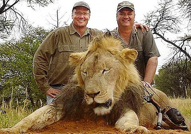 O Walter James Palmer Hunter posa com o corpo do leão Cecil