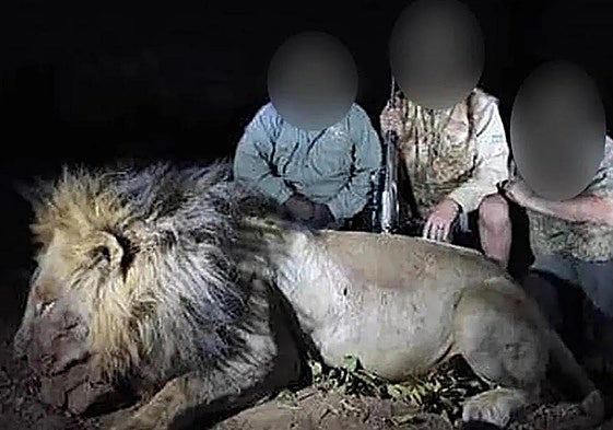 El león Blondie tras ser abatido en la foto compartida por el cazador