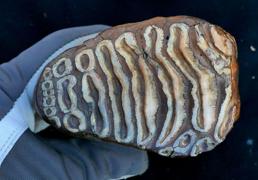 El más antiguo del mundo: hallan ADN microbiano conservado los en restos de un mamut de hace más de un millón de años