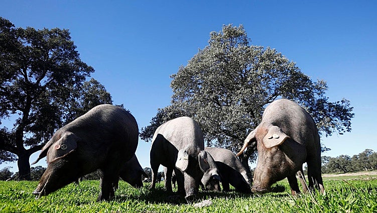 China golpea al cerdo español con aranceles del 20% para ElPozo, Campofrío y otras empresas cárnicas europeas