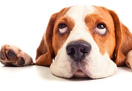 Ajo para las pulgas, los pequeños ladran más... mitos sobre tu perro que deberías desterrar