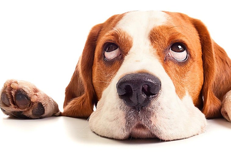 Ajo para las pulgas, los pequeños ladran más... mitos sobre tu perro que deberías desterrar