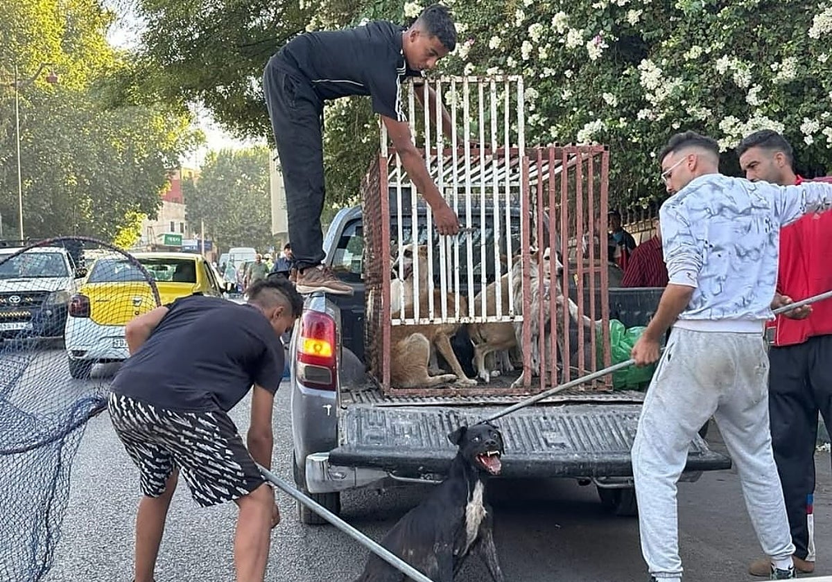 Laceros sin uniforme atrapan a un perro callejero en una ciudad de Marruecos.