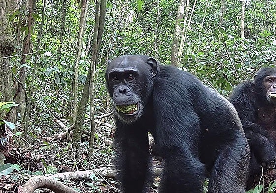 Los chimpancés toman el alcohol equivalente a al menos dos cervezas diarias