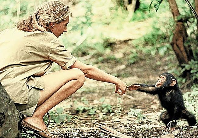Jane Goodall juega con un chimpancé