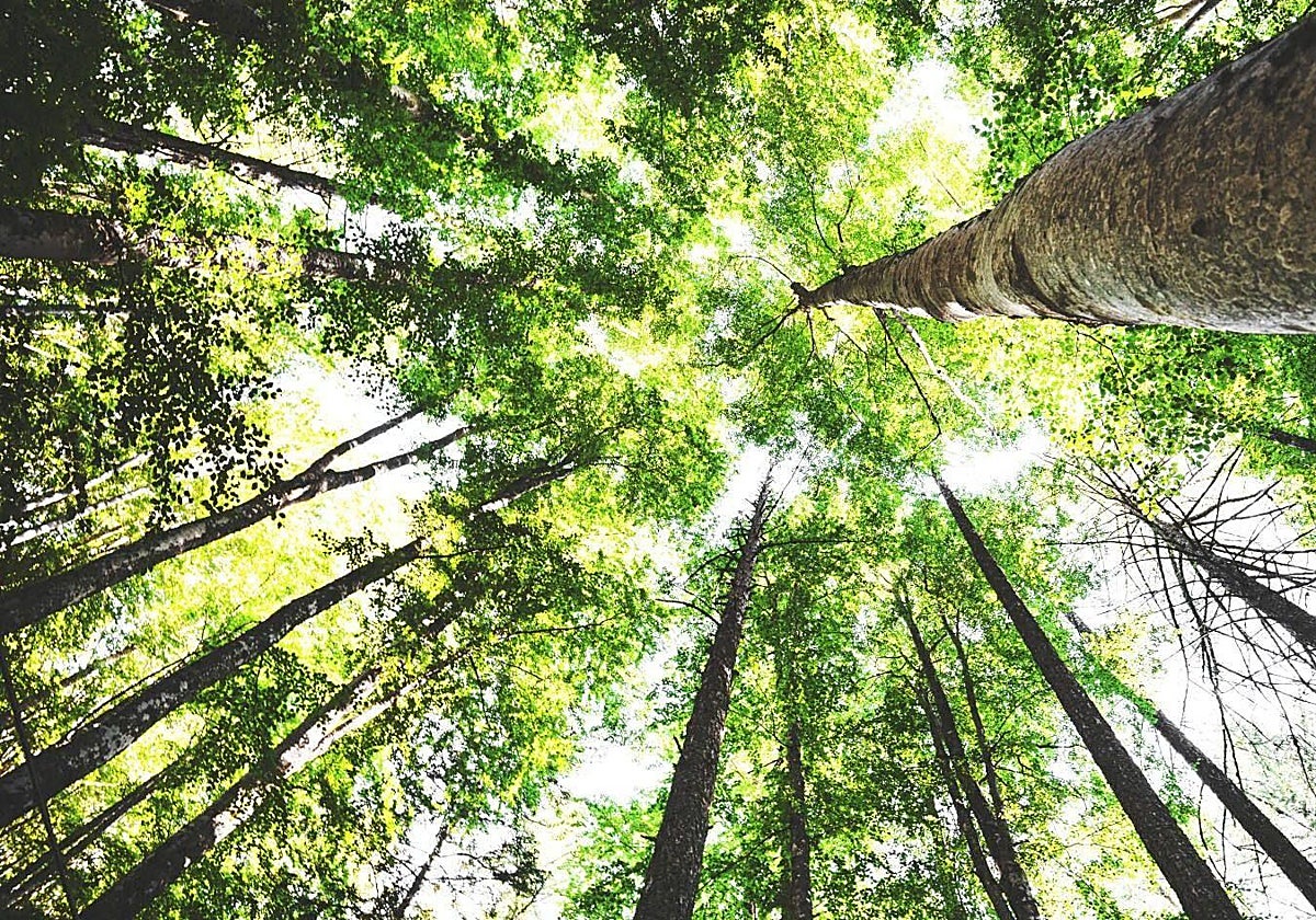 En un paso significativo hacia una producción más sostenible