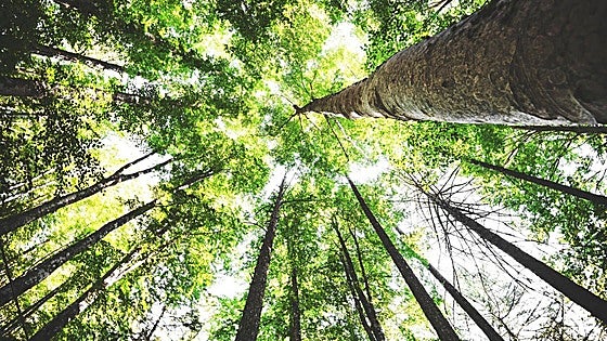 Lignina: el subproducto de la madera que transforma los filtros de coche