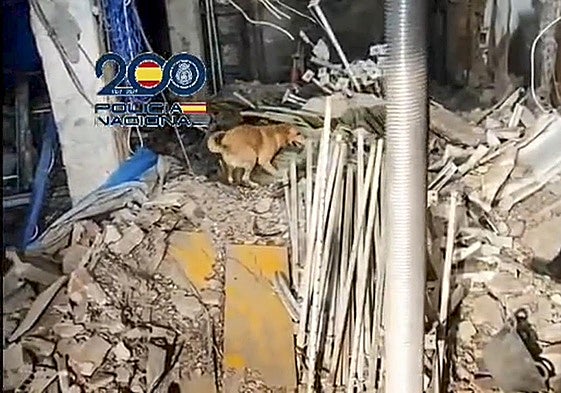 Captura de vídeo en la que aparecen que los perros Scotex y Lume al localizar a las dos últimas personas desaparecidas en el derrumbe del edificio que se produjo en la calle Hileras de Madrid.