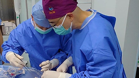 Realizan el primer trasplante de un hígado de cerdo a un ser humano
