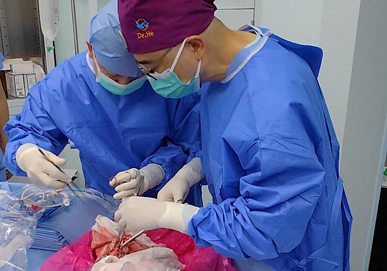 Realizan el primer trasplante de un hígado de cerdo a un ser humano