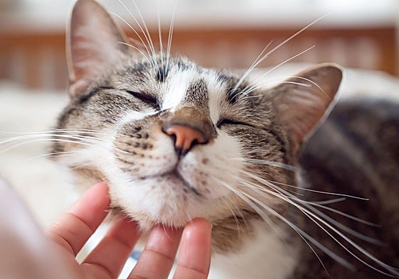 Acariciar un gato y otros 3 gestos que te dan un subidón natural
