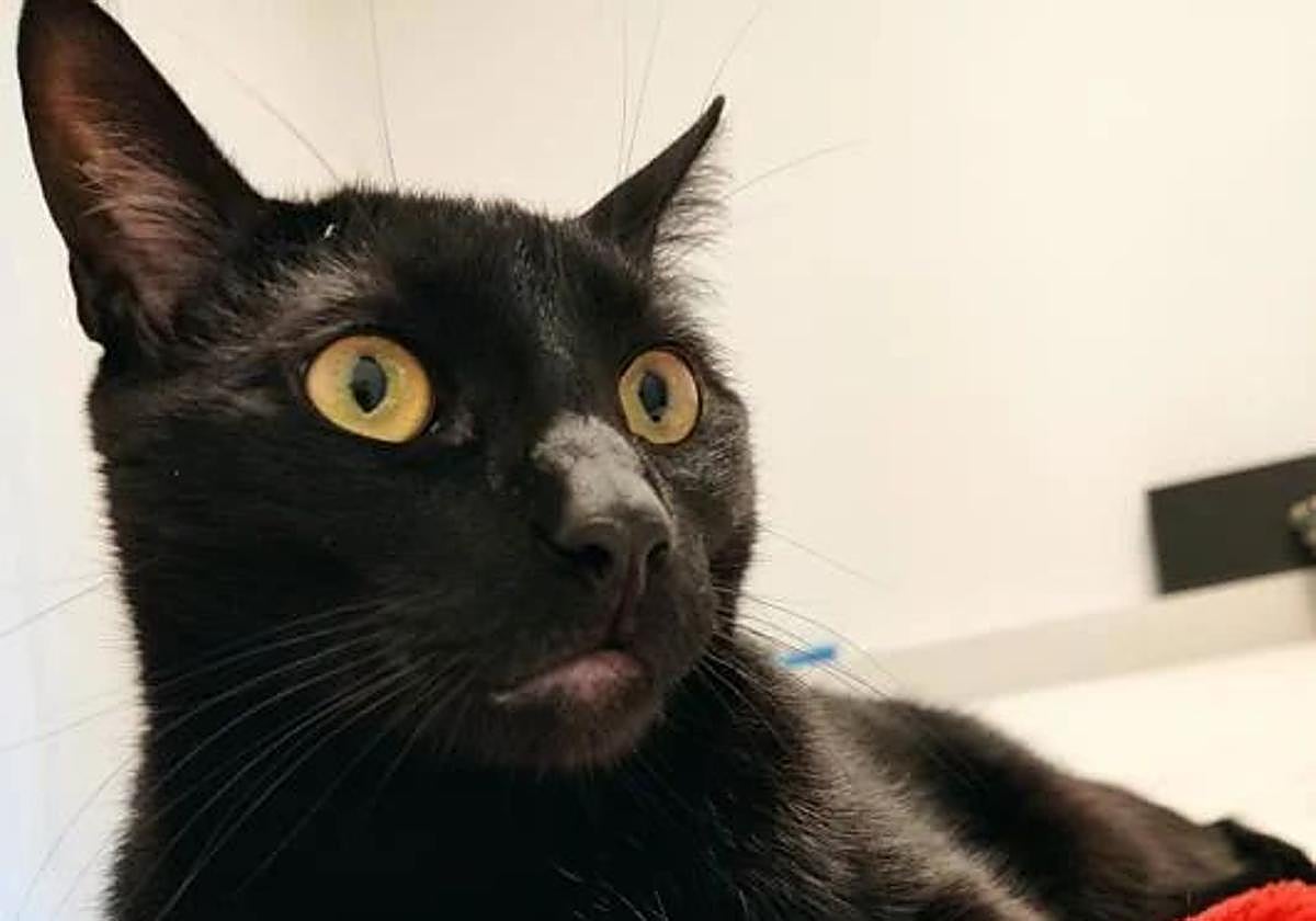 Terrassa bans adoption of black cats until Halloween to prevent macabre rituals