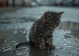 Una veterinaria alerta de los errores que cometemos con los animales callejeros