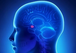 Así funciona el 'misterioso' radar del peligro que todos tenemos en la cabeza