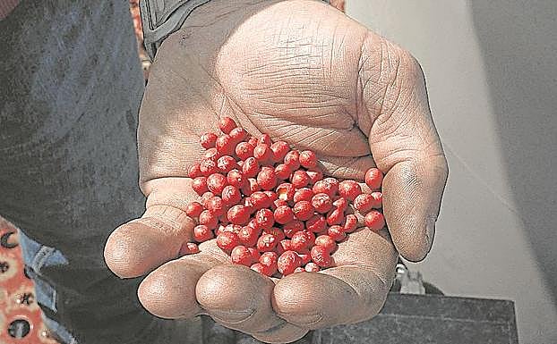 Un agricultor de Illinois muestra las semillas de esta leguminosa.