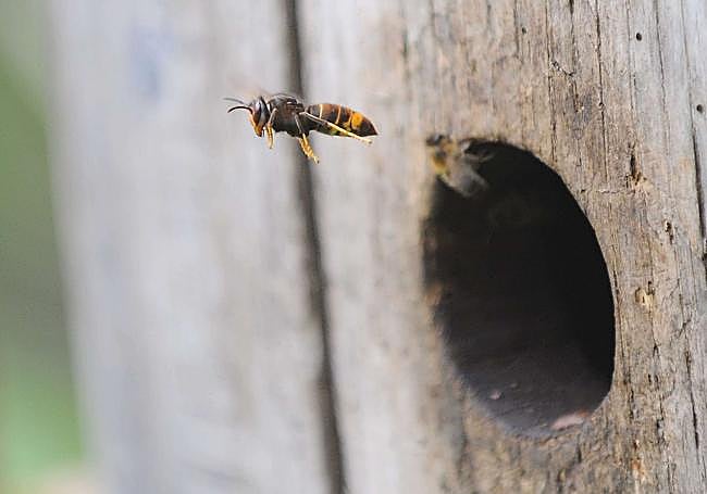 Las avispas asiáticas doblan en tamaño a las otras especies de la Península.