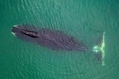 ¿Cómo logran las ballenas de Groenlandia vivir más de 200 años?