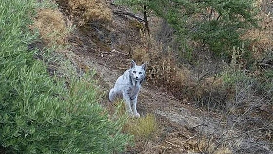 Un fotógrafo capta por primera vez un lince ibérico blanco en España