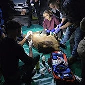 Veterinarios durante el operativo.