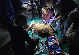 Veterinarios durante el operativo.