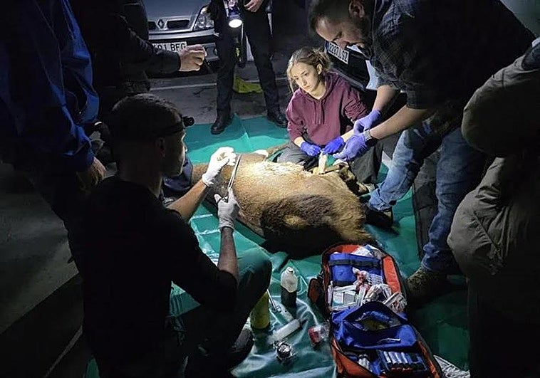 Cuatro horas y tres dardos tranquilizantes para atrapar al ciervo macho que irrumpió en un 'parking' de Zamora