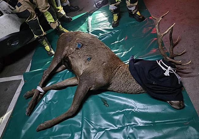 Ciervo dormido y con las heridas curadas.