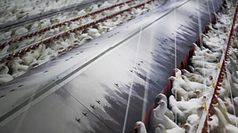 El Gobierno confina todas las explotaciones de aves de corral al aire libre por la gripe aviar