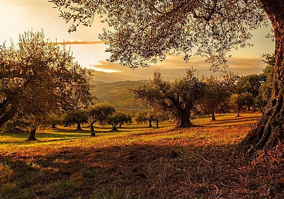 Descubre el sabor auténtico de Jaén con el aceite de oliva virgen extra Picual Oleo Estrella