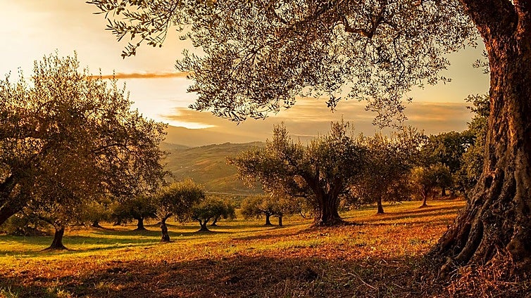 Descubre el sabor auténtico de Jaén con el aceite de oliva virgen extra Picual Oleo Estrella