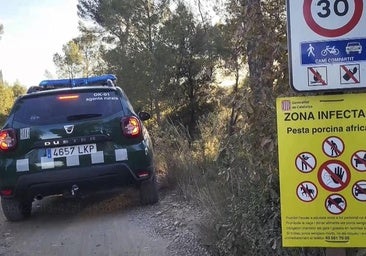 La UME se sumará al cerco a los jabalíes infectados de peste porcina