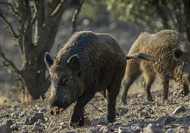 Расширяют зону африканской чумы свиней в Барселоне