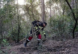 Un miembro de la UE rastrea la zona cero de la peste porcina.