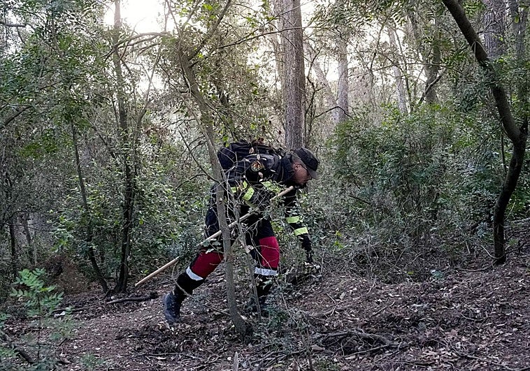 El Govern afirma que la gran mayoría de los 50 jabalíes hallados muertos han dado negativo de peste porcina