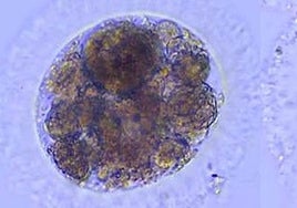 Logran producir por primera vez embriones de lince ibérico en laboratorio