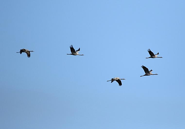 Detectado un positivo de gripe aviar en una granja de Lleida