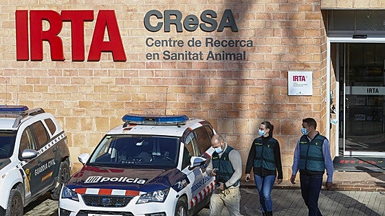 Confirmados otros 18 positivos de peste porcina en la zona delimitada en Barcelona